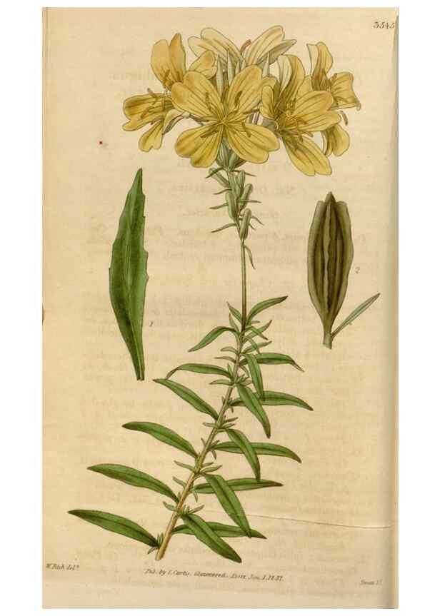 Reproducción/Reproduction 34440091823: Curtis's botanical magazine.. London ; New York [etc.] :Academic Press [etc.]