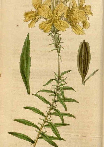 Reproducción/Reproduction 34440091823: Curtis's botanical magazine.. London ; New York [etc.] :Academic Press [etc.]