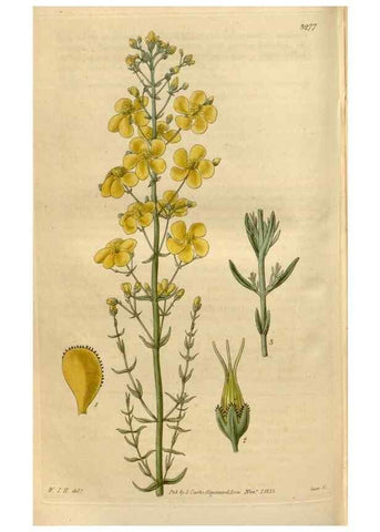 Reproducción/Reproduction 34405051774: Curtis's botanical magazine.. London ; New York [etc.] :Academic Press [etc.]
