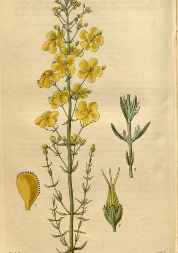 Reproducción/Reproduction 34405051774: Curtis's botanical magazine.. London ; New York [etc.] :Academic Press [etc.]