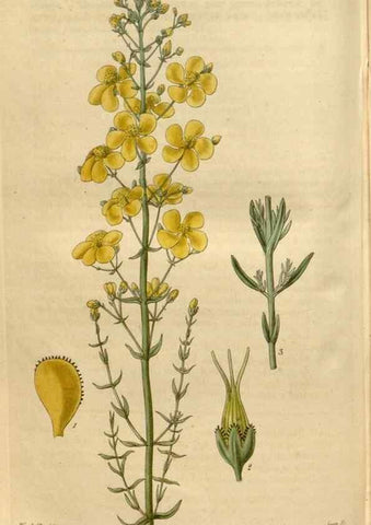 Reproducción/Reproduction 34405051774: Curtis's botanical magazine.. London ; New York [etc.] :Academic Press [etc.]