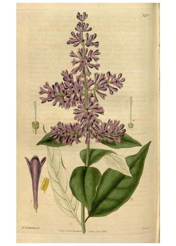 Reproducción/Reproduction 34405054754: Curtis's botanical magazine.. London ; New York [etc.] :Academic Press [etc.]