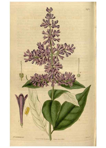 Reproducción/Reproduction 34405054754: Curtis's botanical magazine.. London ; New York [etc.] :Academic Press [etc.]