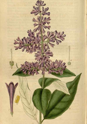 Reproducción/Reproduction 34405054754: Curtis's botanical magazine.. London ; New York [etc.] :Academic Press [etc.]
