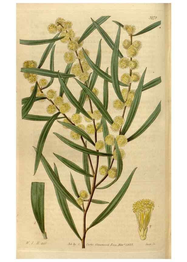 Reproducción/Reproduction 35119351061: Curtis's botanical magazine.. London ; New York [etc.] :Academic Press [etc.]