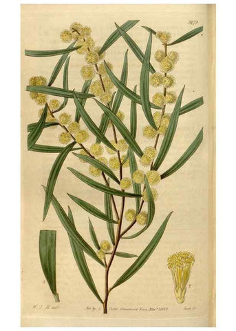 Reproducción/Reproduction 35119351061: Curtis's botanical magazine.. London ; New York [etc.] :Academic Press [etc.]