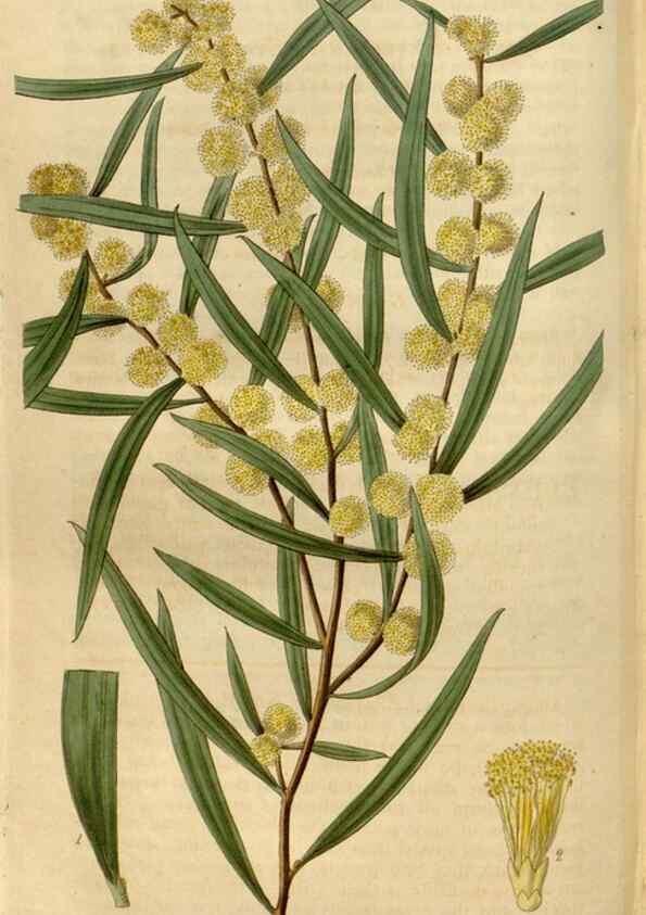 Reproducción/Reproduction 35119351061: Curtis's botanical magazine.. London ; New York [etc.] :Academic Press [etc.]