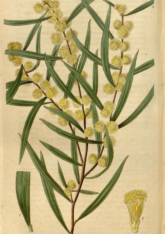 Reproducción/Reproduction 35119351061: Curtis's botanical magazine.. London ; New York [etc.] :Academic Press [etc.]