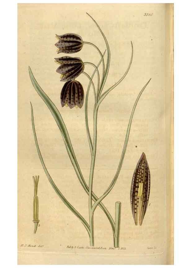Reproducción/Reproduction 35119354351: Curtis's botanical magazine.. London ; New York [etc.] :Academic Press [etc.]