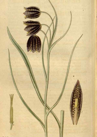 Reproducción/Reproduction 35119354351: Curtis's botanical magazine.. London ; New York [etc.] :Academic Press [etc.]