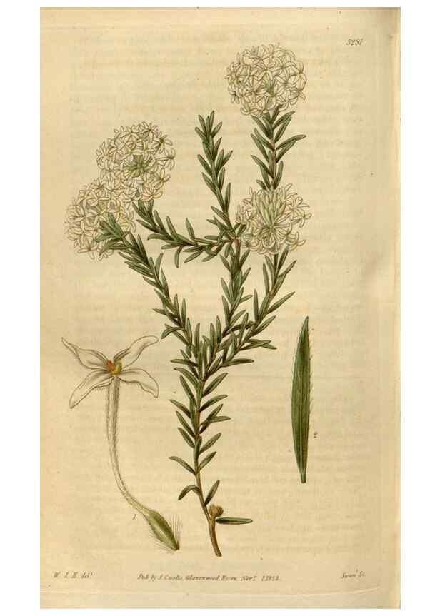 Reproducción/Reproduction 35119356721: Curtis's botanical magazine.. London ; New York [etc.] :Academic Press [etc.]