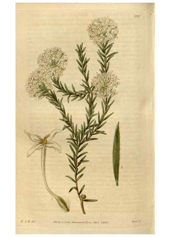 Reproducción/Reproduction 35119356721: Curtis's botanical magazine.. London ; New York [etc.] :Academic Press [etc.]