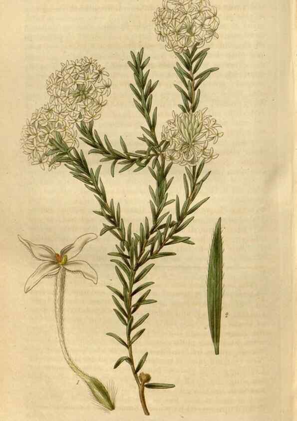 Reproducción/Reproduction 35119356721: Curtis's botanical magazine.. London ; New York [etc.] :Academic Press [etc.]
