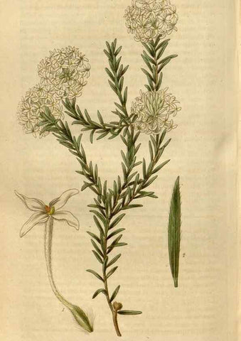 Reproducción/Reproduction 35119356721: Curtis's botanical magazine.. London ; New York [etc.] :Academic Press [etc.]