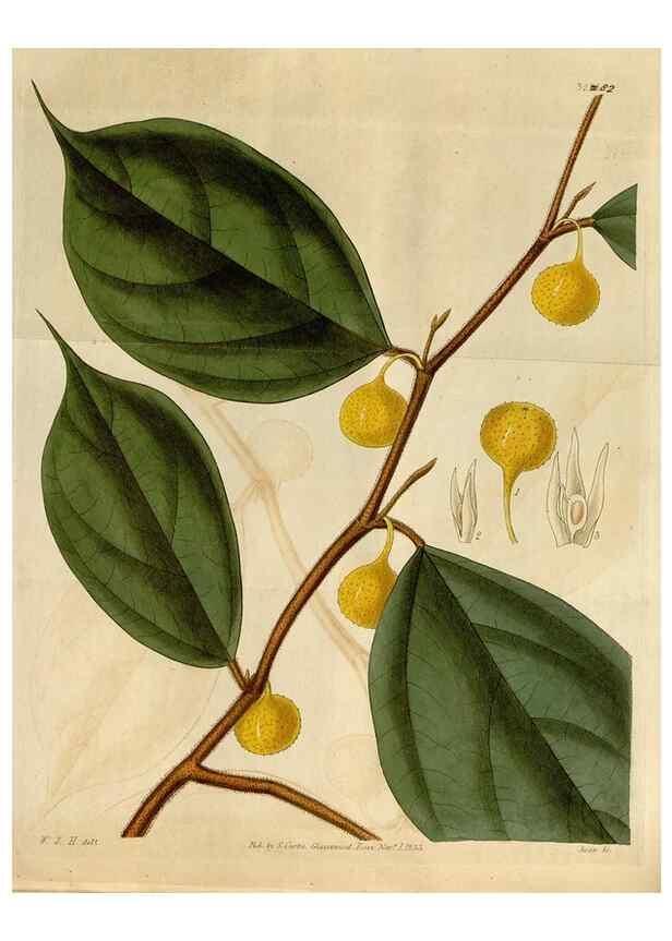 Reproducción/Reproduction 35119358781: Curtis's botanical magazine.. London ; New York [etc.] :Academic Press [etc.]