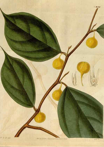 Reproducción/Reproduction 35119358781: Curtis's botanical magazine.. London ; New York [etc.] :Academic Press [etc.]