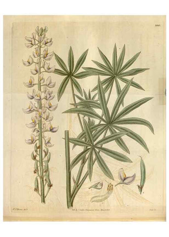 Reproducción/Reproduction 35119360301: Curtis's botanical magazine.. London ; New York [etc.] :Academic Press [etc.]