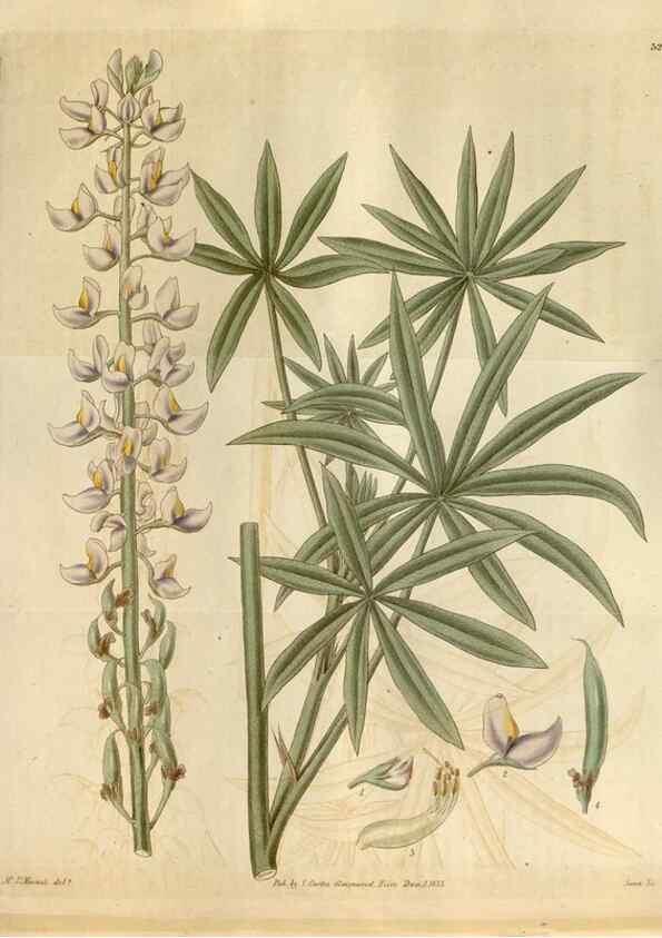Reproducción/Reproduction 35119360301: Curtis's botanical magazine.. London ; New York [etc.] :Academic Press [etc.]