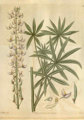 Reproducción/Reproduction 35119360301: Curtis's botanical magazine.. London ; New York [etc.] :Academic Press [etc.]