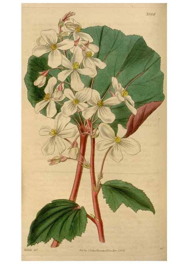 Reproducción/Reproduction 35083849882: Curtis's botanical magazine.. London ; New York [etc.] :Academic Press [etc.]
