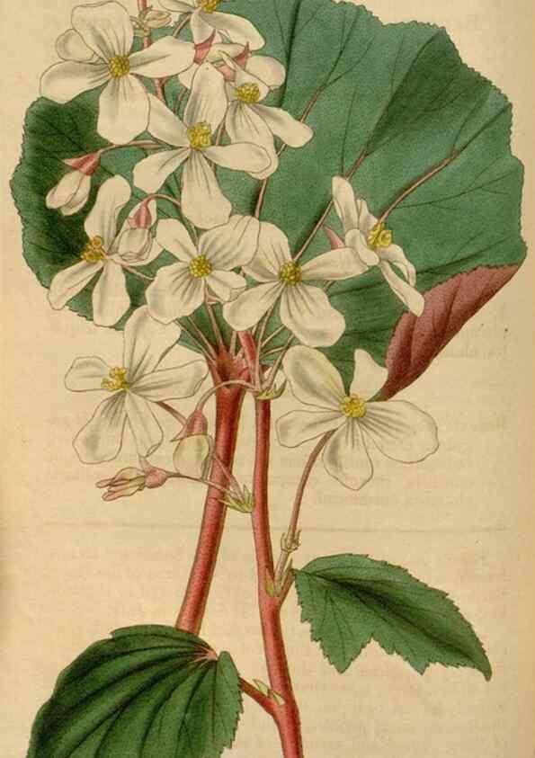 Reproducción/Reproduction 35083849882: Curtis's botanical magazine.. London ; New York [etc.] :Academic Press [etc.]