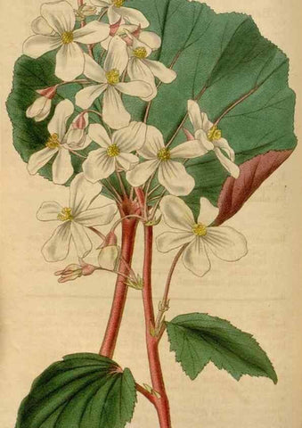 Reproducción/Reproduction 35083849882: Curtis's botanical magazine.. London ; New York [etc.] :Academic Press [etc.]