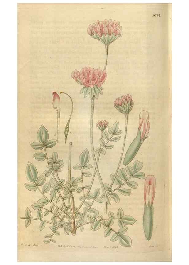 Reproducción/Reproduction 34861987450: Curtis's botanical magazine.. London ; New York [etc.] :Academic Press [etc.]