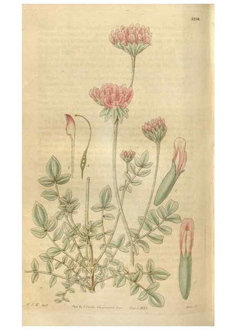 Reproducción/Reproduction 34861987450: Curtis's botanical magazine.. London ; New York [etc.] :Academic Press [etc.]