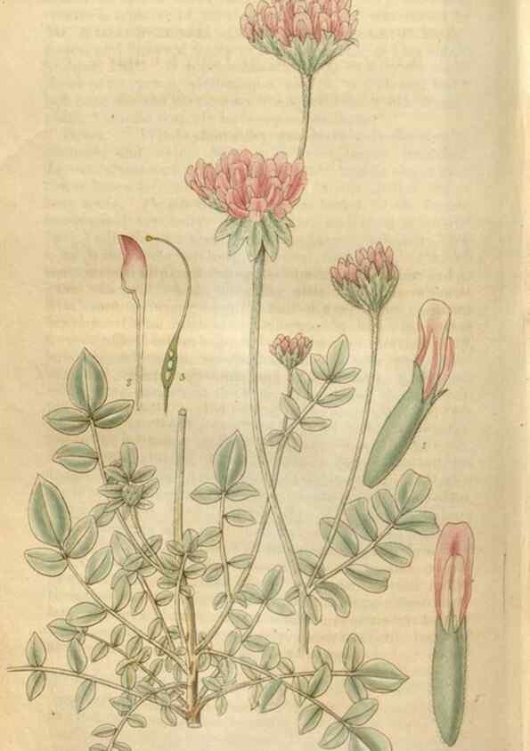 Reproducción/Reproduction 34861987450: Curtis's botanical magazine.. London ; New York [etc.] :Academic Press [etc.]