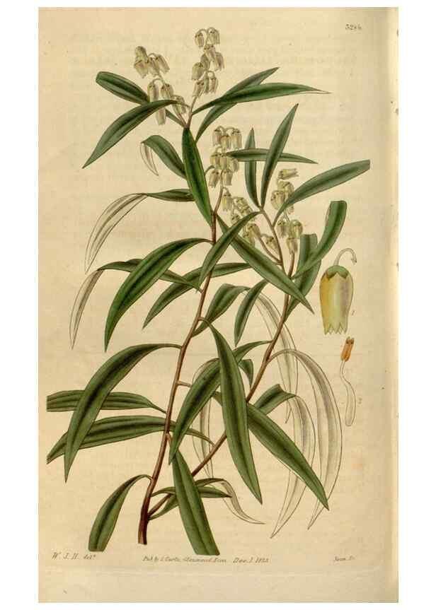 Reproducción/Reproduction 35119366871: Curtis's botanical magazine.. London ; New York [etc.] :Academic Press [etc.]