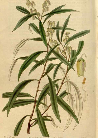 Reproducción/Reproduction 35119366871: Curtis's botanical magazine.. London ; New York [etc.] :Academic Press [etc.]