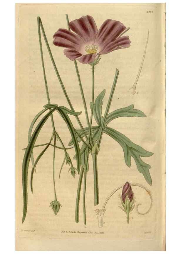 Reproducción/Reproduction 35119368811: Curtis's botanical magazine.. London ; New York [etc.] :Academic Press [etc.]