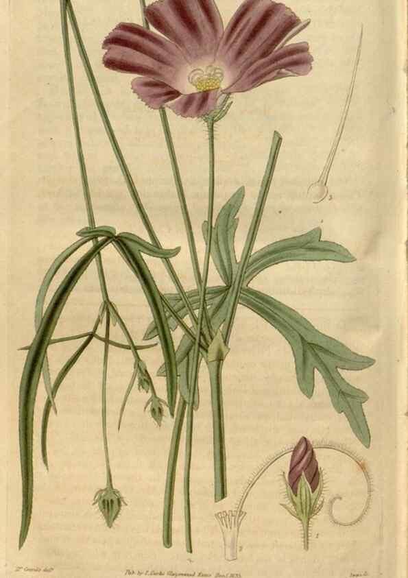 Reproducción/Reproduction 35119368811: Curtis's botanical magazine.. London ; New York [etc.] :Academic Press [etc.]