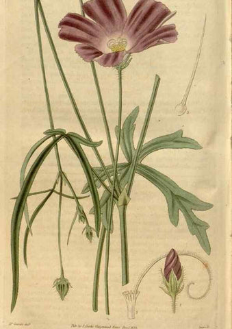 Reproducción/Reproduction 35119368811: Curtis's botanical magazine.. London ; New York [etc.] :Academic Press [etc.]