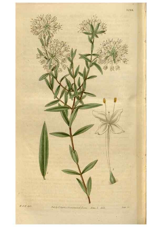 Reproducción/Reproduction 34405081684: Curtis's botanical magazine.. London ; New York [etc.] :Academic Press [etc.]