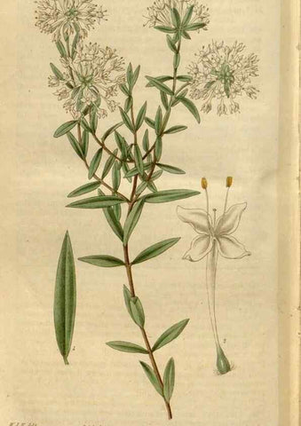 Reproducción/Reproduction 34405081684: Curtis's botanical magazine.. London ; New York [etc.] :Academic Press [etc.]
