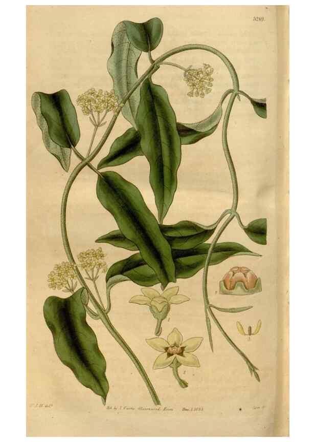 Reproducción/Reproduction 34405085604: Curtis's botanical magazine.. London ; New York [etc.] :Academic Press [etc.]