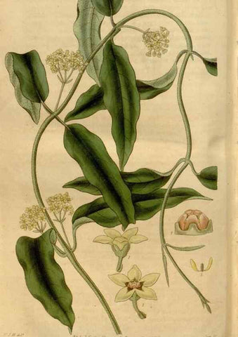 Reproducción/Reproduction 34405085604: Curtis's botanical magazine.. London ; New York [etc.] :Academic Press [etc.]
