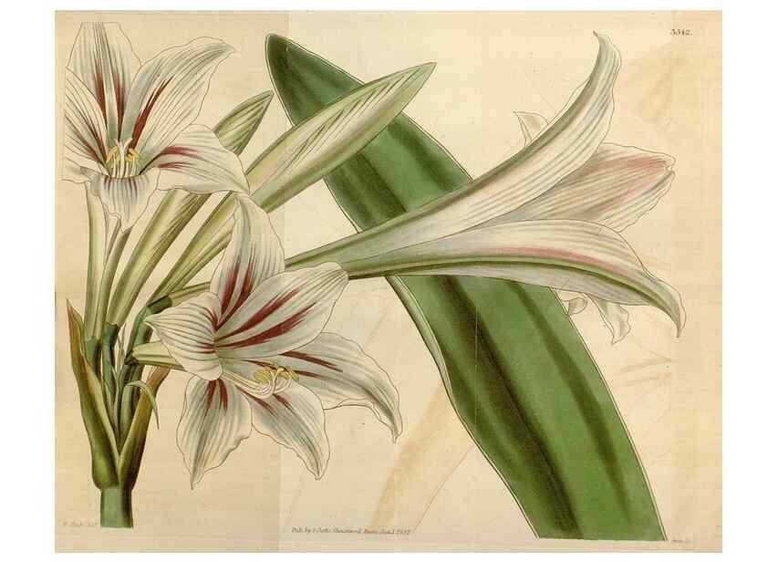 Reproducción/Reproduction 34440082583: Curtis's botanical magazine.. London ; New York [etc.] :Academic Press [etc.]