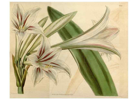 Reproducción/Reproduction 34440082583: Curtis's botanical magazine.. London ; New York [etc.] :Academic Press [etc.]