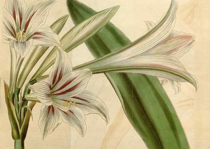 Reproducción/Reproduction 34440082583: Curtis's botanical magazine.. London ; New York [etc.] :Academic Press [etc.]
