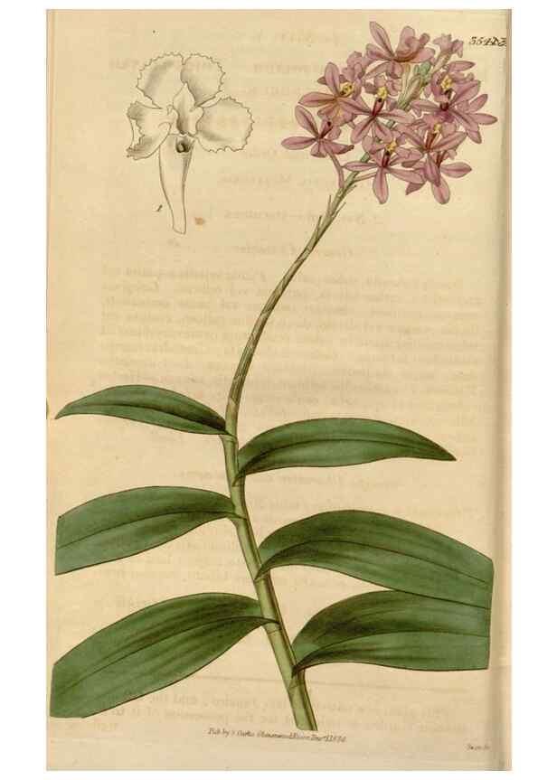 Reproducción/Reproduction 34440085833: Curtis's botanical magazine.. London ; New York [etc.] :Academic Press [etc.]