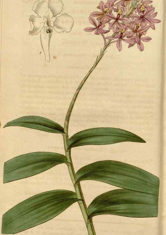 Reproducción/Reproduction 34440085833: Curtis's botanical magazine.. London ; New York [etc.] :Academic Press [etc.]