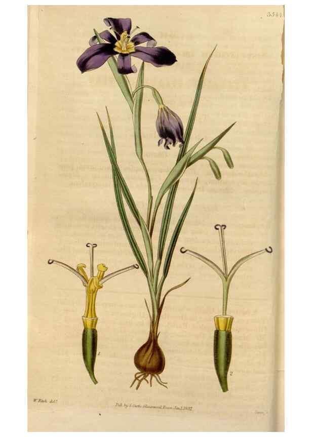 Reproducción/Reproduction 34440088663: Curtis's botanical magazine.. London ; New York [etc.] :Academic Press [etc.]