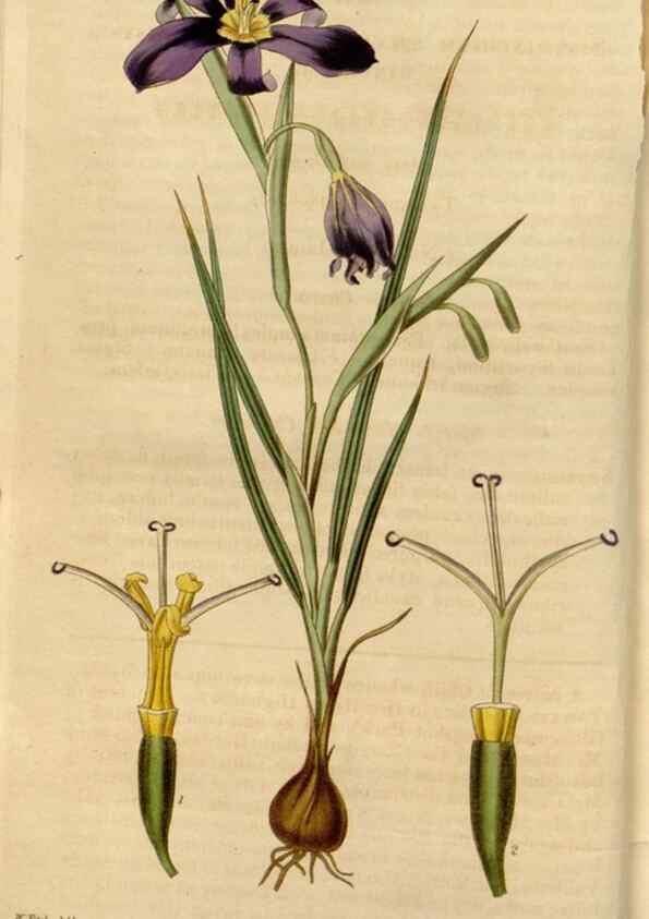 Reproducción/Reproduction 34440088663: Curtis's botanical magazine.. London ; New York [etc.] :Academic Press [etc.]