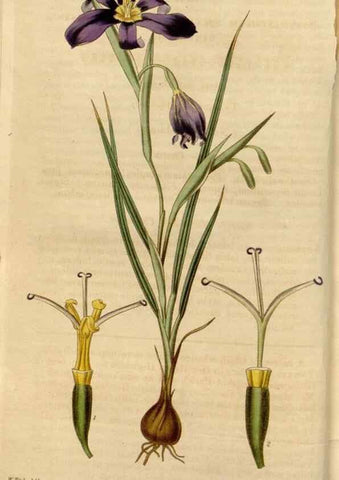Reproducción/Reproduction 34440088663: Curtis's botanical magazine.. London ; New York [etc.] :Academic Press [etc.]