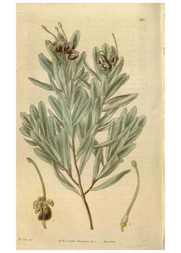 Reproducción/Reproduction 34861991450: Curtis's botanical magazine.. London ; New York [etc.] :Academic Press [etc.]