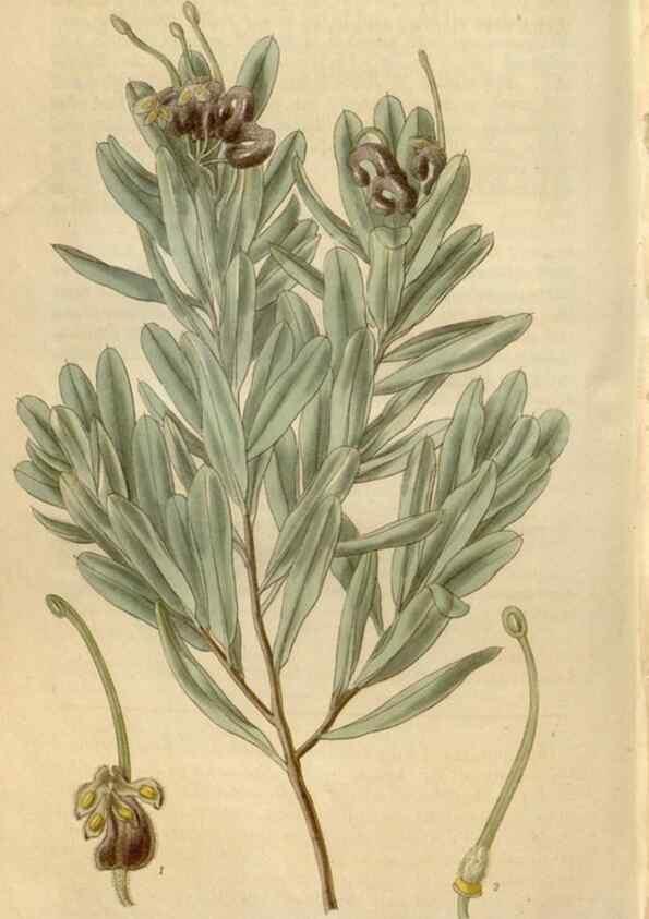 Reproducción/Reproduction 34861991450: Curtis's botanical magazine.. London ; New York [etc.] :Academic Press [etc.]
