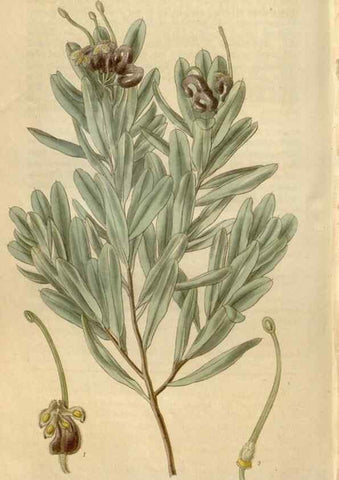Reproducción/Reproduction 34861991450: Curtis's botanical magazine.. London ; New York [etc.] :Academic Press [etc.]