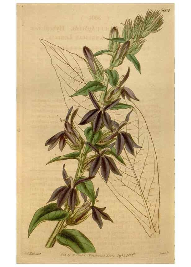 Reproducción/Reproduction 35209369486: Curtis's botanical magazine.. London ; New York [etc.] :Academic Press [etc.]